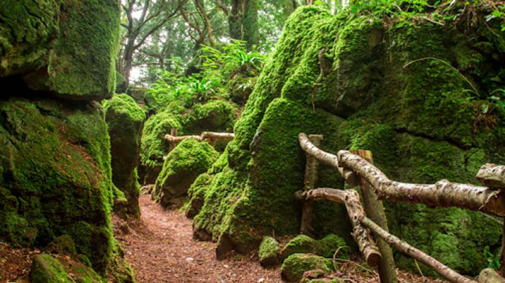 Puzzlewood